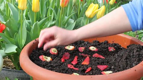 How to plant strawberry seeds. Things To Know About How to plant strawberry seeds. 